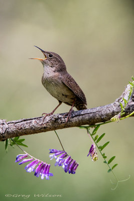 House Wren Singing