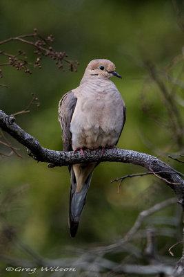 Mourning Dove
