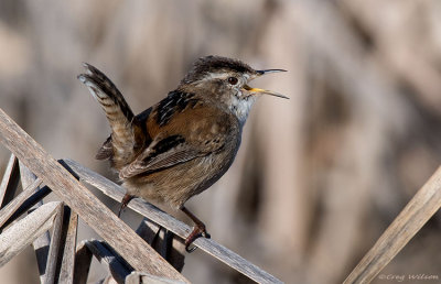 Marsh Wren