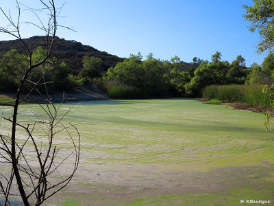 Duck Pond at Penasquitos Canyon Preserve