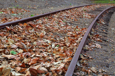 Track Leaves