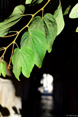 Hanging Leaves
