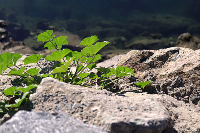It grows anywhere...