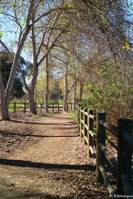 Trail at Rohr Park