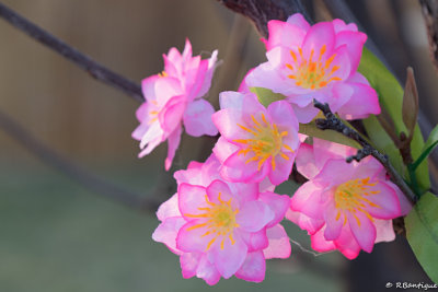 DSCF7775.jpg