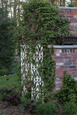 Climbing Hydrangea