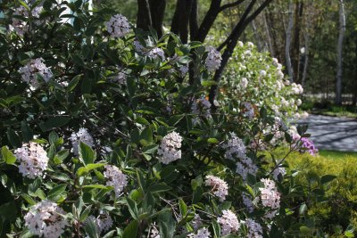 Korean Spice Vibernum