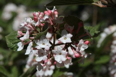 Korean Spice Vibernum