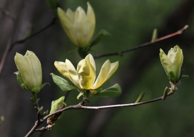 Yellow Magnolia 'Elizabeth'