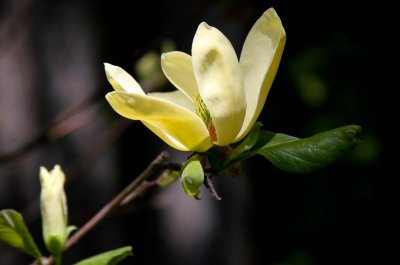 Magnolia -- Elizabeth