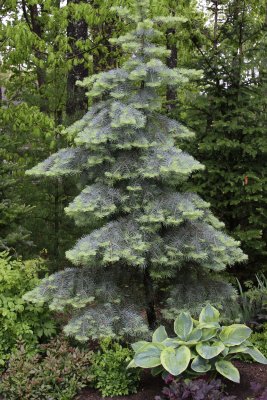 Abies Concolor Blue Cloak