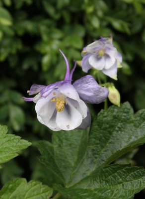 purple and white columbine