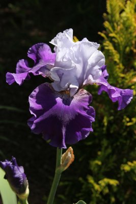 IMG_0981.jpg