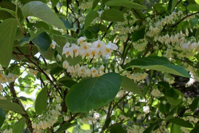 Styrax Obassia