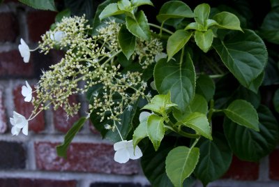 IMG_1172.jpg
