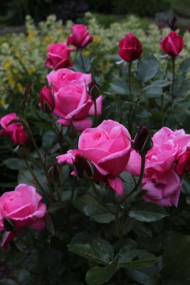 IMG_1177.jpg