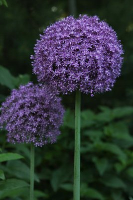 Alium Gladiator