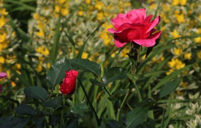 IMG_1358.jpg