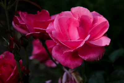 IMG_1360.jpg