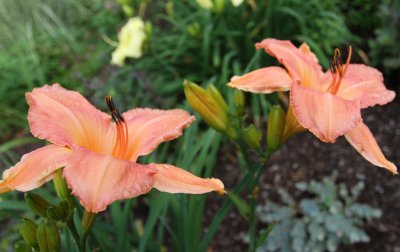 Daylily - Persian Market