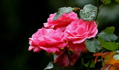 IMG_3578.jpg
