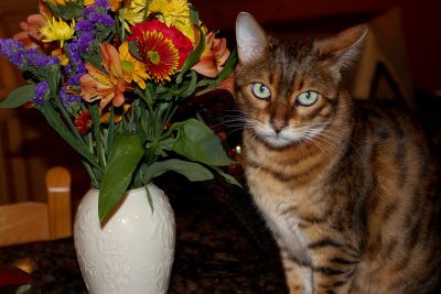 Ziva
