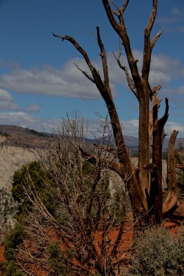 IMG_6132.jpg