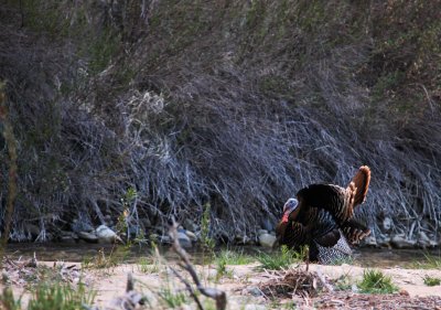 Wild Turkey