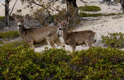 Mule Deer