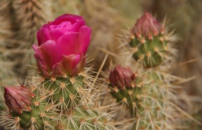 Flowering cactus