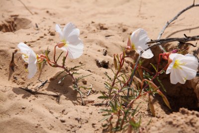Evening primrose