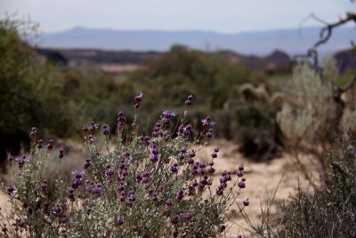 Snow Canyon
