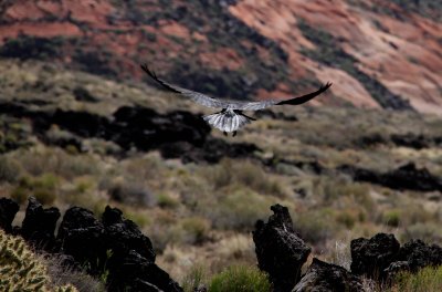 IMG_6824.jpg