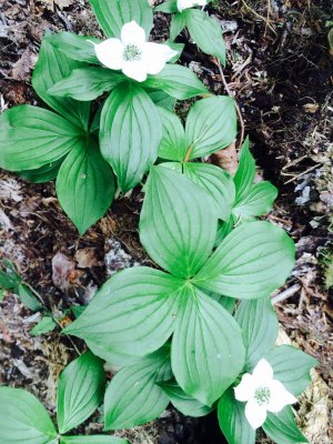 Bunchberry