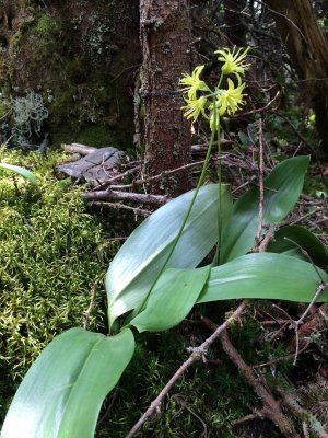 Yellow clintonia