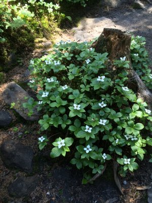 Bunchberry