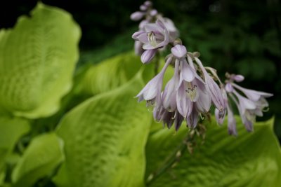 IMG_0705.jpg