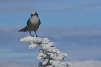 Canada (Gray) Jay