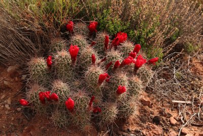 Claret Cup Cactus