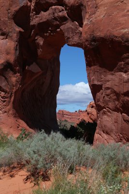 Pine Tree Arch