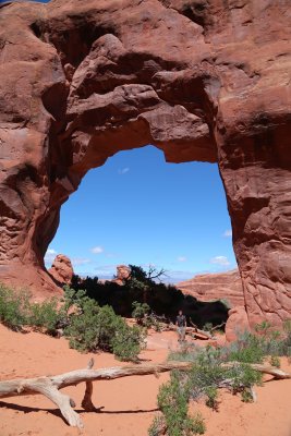 Pine Tree Arch