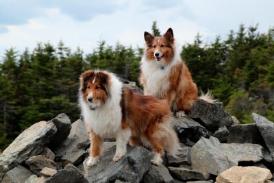 Happy trail dogs