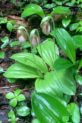 Lady Slippers