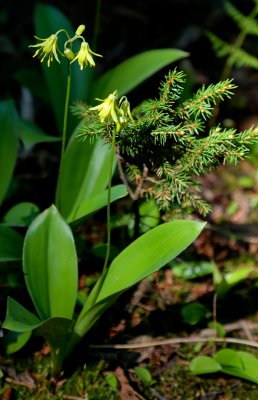 Yellow Clintonia