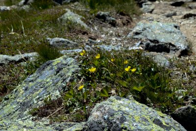 Mountain avens