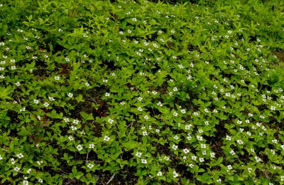 Bunchberry