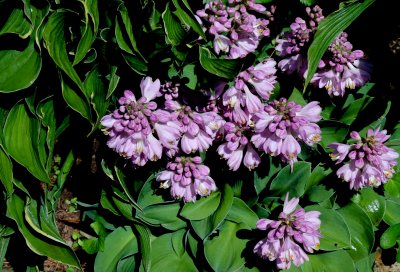 hosta blue mouse ears