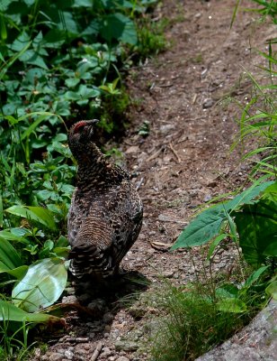 Spruce Grouse