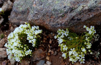 Mountain sandwort