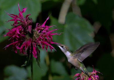 Female Ruby Throated Hummingbird